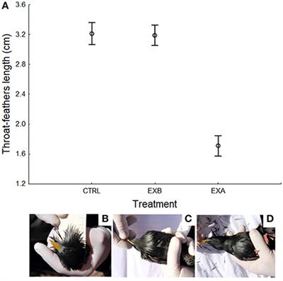 Ornamental Throat Feathers Predict Telomere Dynamic and Hatching Success in Spotless Starling (Sturnus unicolor) Males